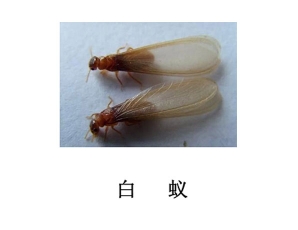 四川灭虫公司-灭白蚁
