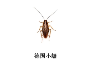 遂宁灭蟑螂企业-德国小蠊防治