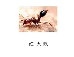 遂宁灭虫公司-红火蚁防治