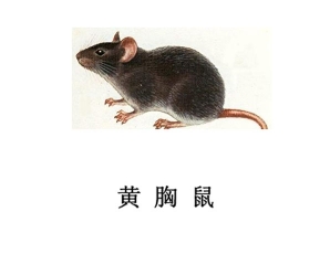 四川灭鼠公司-黄胸鼠防治