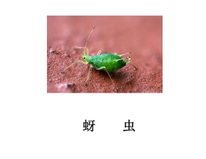 遂宁灭虫公司-灭蚜虫